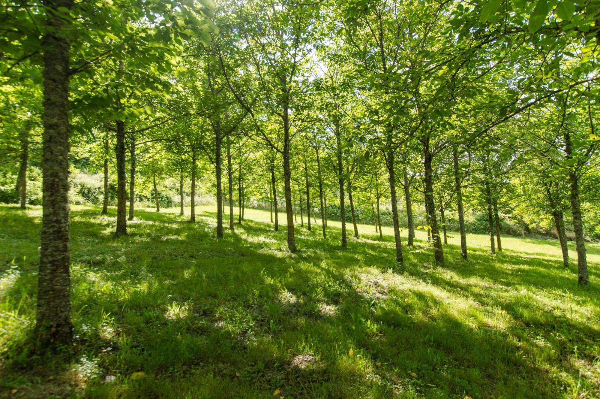 Agriturismo Podere La Casaccia 포피 외부 사진